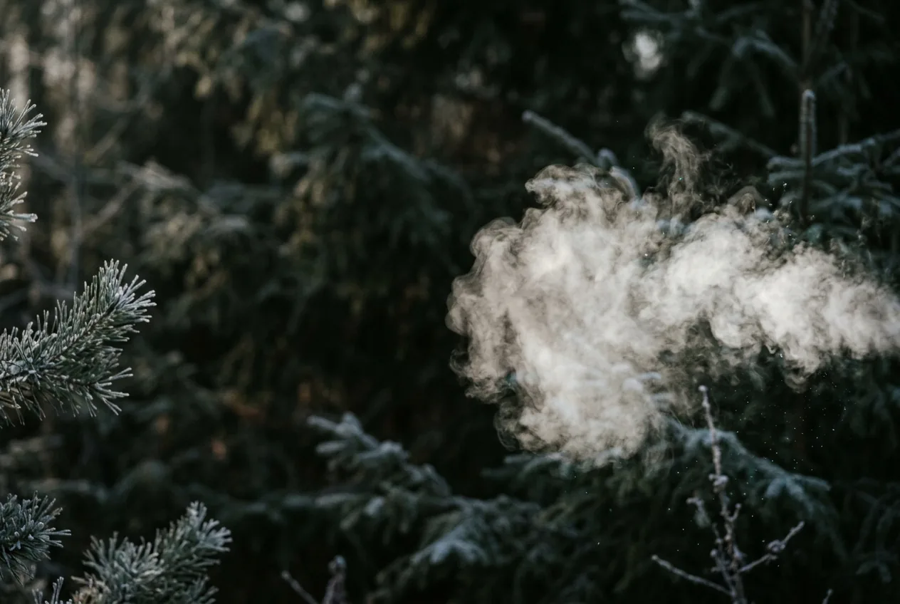 A plume of exhaled breath blooms into white vapor against a dark forest, the visible trace of an exhale in cold morning air.